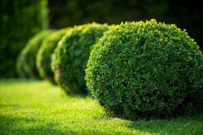 Shaped Shrubs
