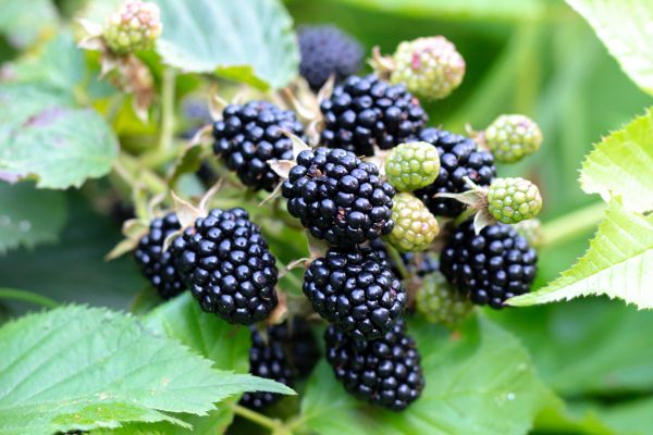 Blackberry Bush Removal in Bentonville