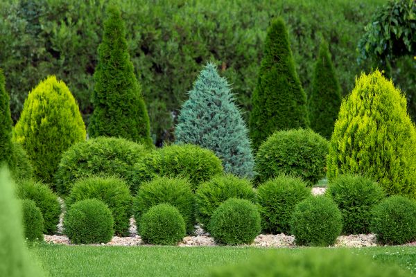 Cost of Bush Shaping Service in Bentonville