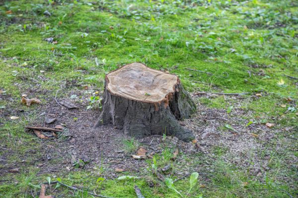 Bush Stump Removal in Bentonville
