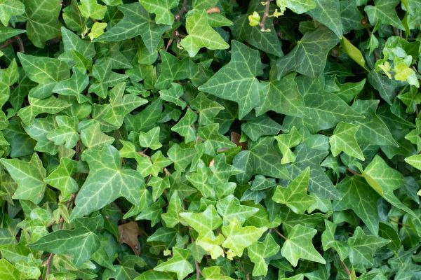 Cost of English Ivy Removal in Bentonville
