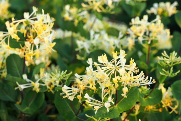 Cost of Honeysuckle Removal in Bentonville