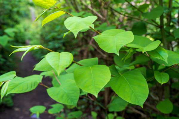 Cost of Invasive Plant Removal in Bentonville