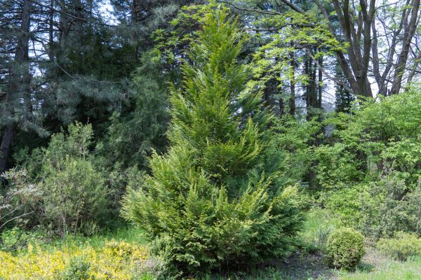Cost of Juniper Pruning in Bentonville