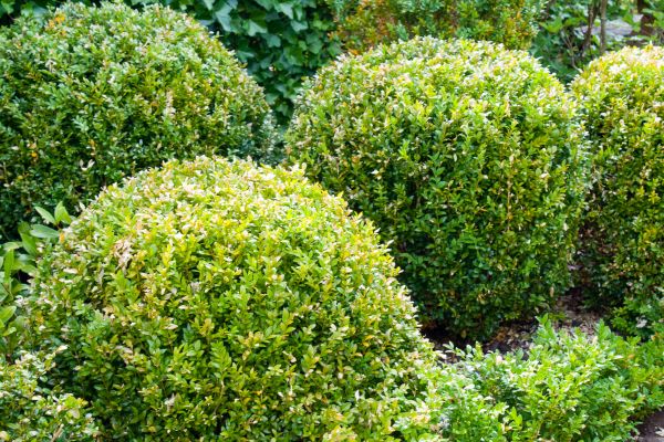 Cost of Landscape Trimming Service in Bentonville