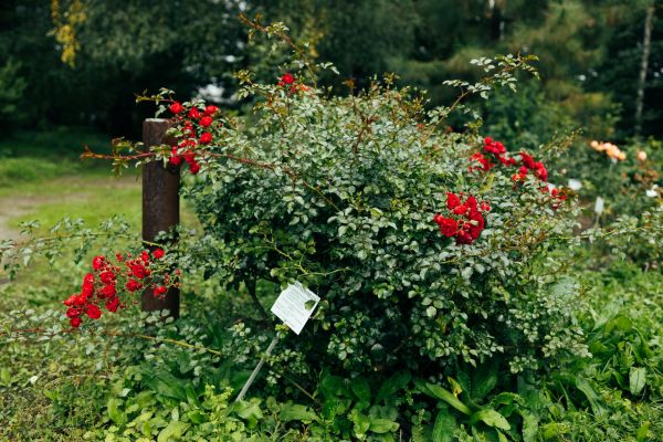 Cost of Rose Bush Removal in Bentonville