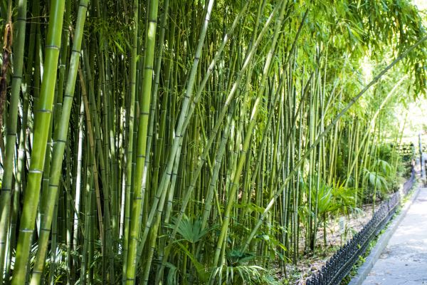 Cost of Bamboo Root Removal in Bentonville