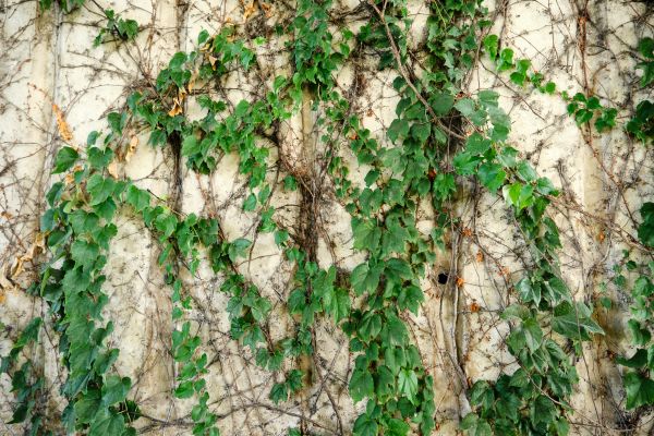 Cost of Vine Removal Service in Bentonville