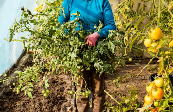 Cost of Garden Plant Removal in Bentonville
