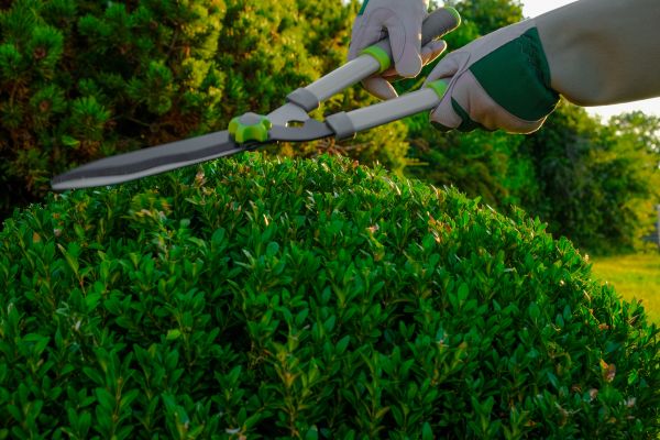 Cost of Topiary Shearing in Bentonville