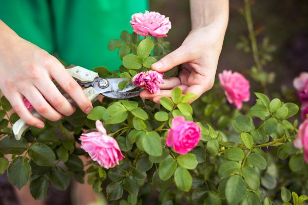 Cost of Rose Shearing in Bentonville