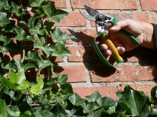 Cost of Ivy Removal Service in Bentonville