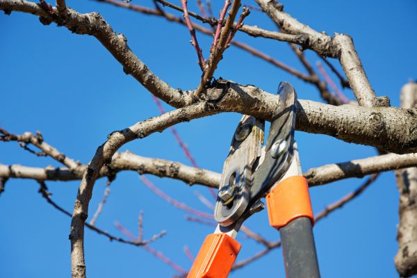 Cost of Selective Pruning in Bentonville