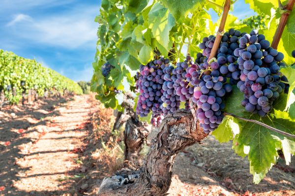 Cost of Grapevine Pruning in Bentonville