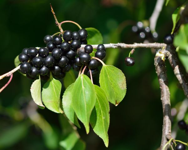 Cost of Buckthorn Removal in Bentonville