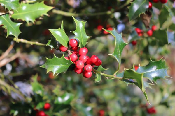 Cost of Holly Tree Trimming in Bentonville