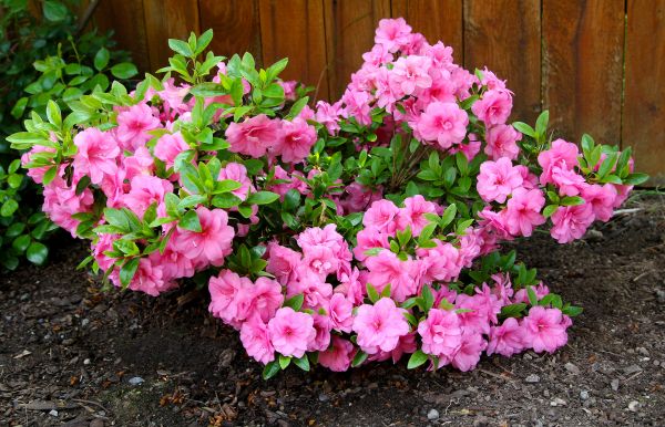 Cost of Azaleas Removal in Bentonville