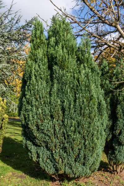 Cost of Juniper Trimming in Bentonville