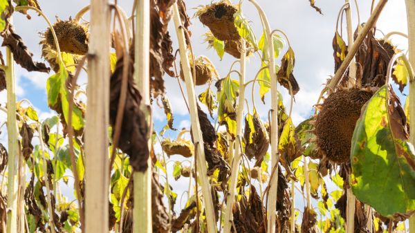 Cost of Dead Plant Removal in Bentonville