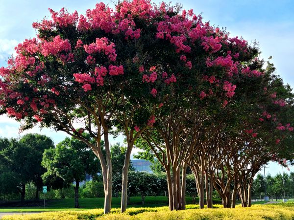 Cost of Crepe Myrtle Pruning in Bentonville