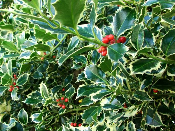 Cost of Holly Bushes Trimming in Bentonville