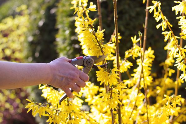 Forsythia Pruning in Bentonville