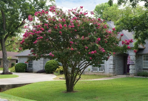 Crepe Myrtle Trimming in Bentonville