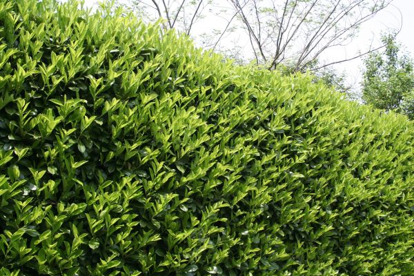 Cost of Laurel Shrub Removal in Bentonville