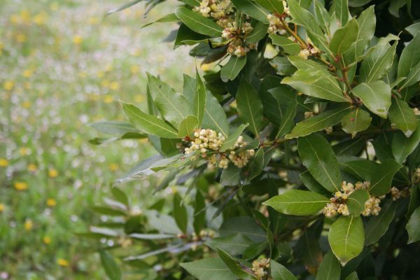 Cost of Laurel Trimming in Bentonville