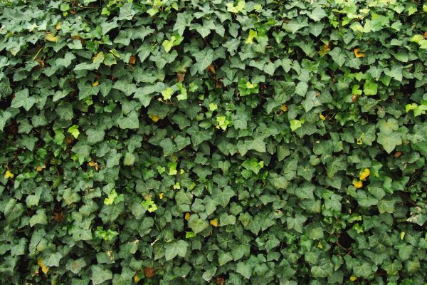 Cost of Ivy Pruning service in Bentonville