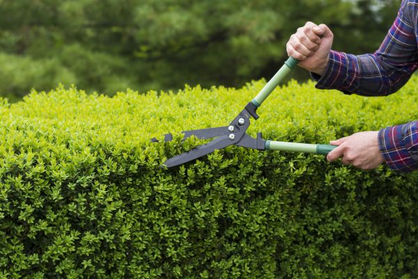 Cost of Evergreen Shrub Pruning in Bentonville