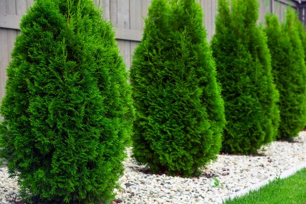 Cost of Arborvitae Shaping in Bentonville
