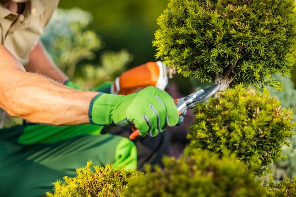 Cost of Landscape Pruning Service in Bentonville