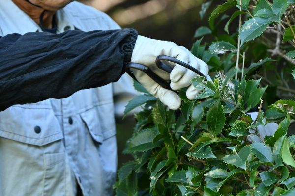 Holly Pruning in Bentonville