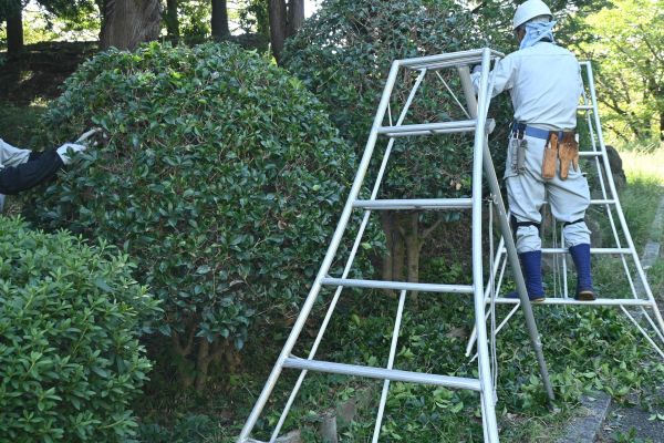 Cost of Holly Shaping in Bentonville