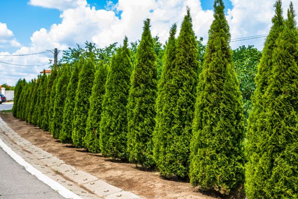 Cost of Arborvitae Shearing in Bentonville