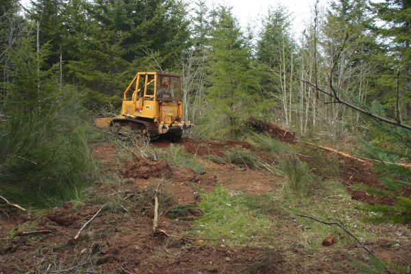 Cost of Shrubbery Clearing in Bentonville