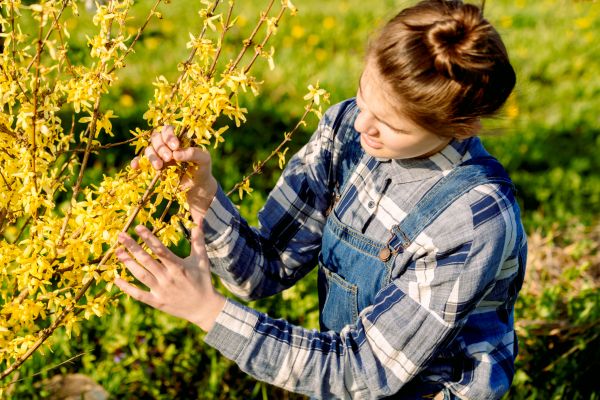 Cost of Forsythia Trimming in Bentonville