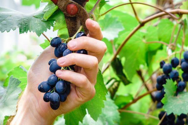 Cost of Vineyard Pruning in Bentonville