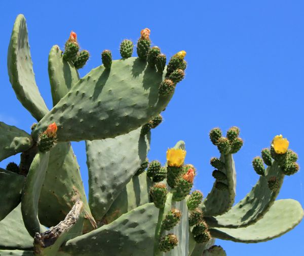 Cost of Cactus Removal in Bentonville