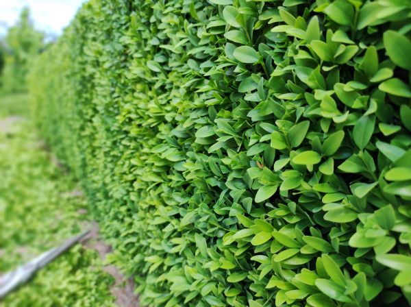 Cost of Boxwood Pruning in Bentonville