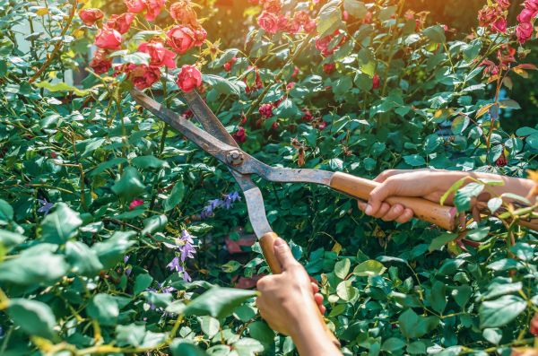 Knockout Roses Pruning in Bentonville
