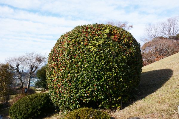 Cost of Holly Shrub Pruning in Bentonville