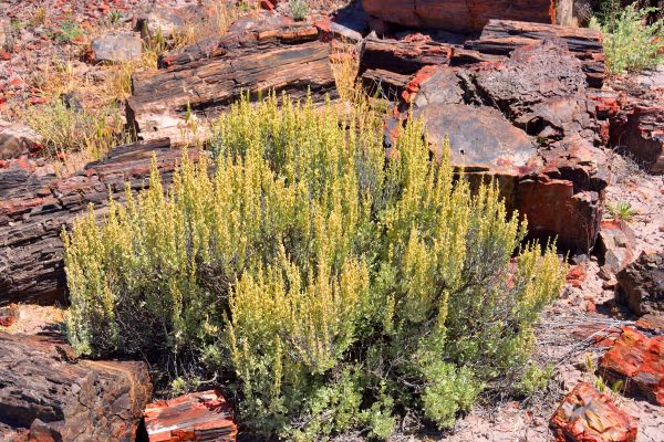 Cost of Sagebrush Removal in Bentonville