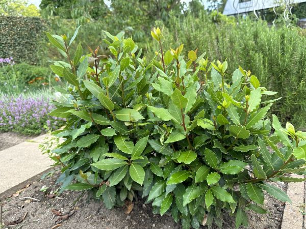 Cost of Laurel Hedge Trimming in Bentonville