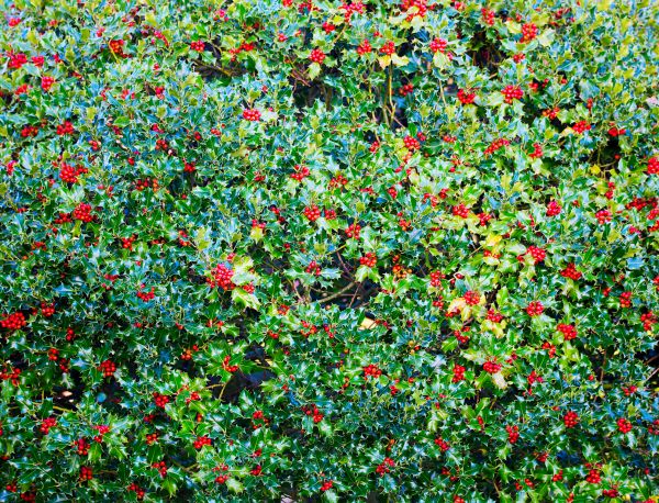 Cost of Holly Bush Removal in Bentonville