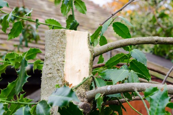 Cost of Holly Tree Removal in Bentonville