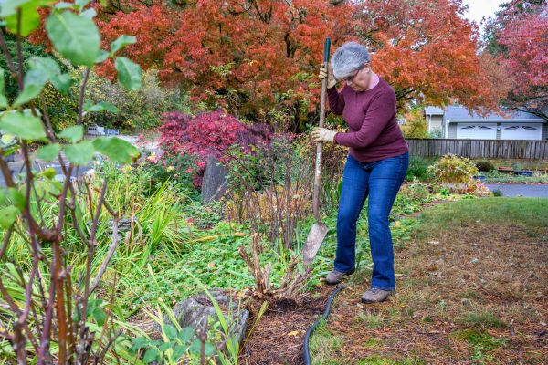 Cost of Dead Bush Removal in Bentonville