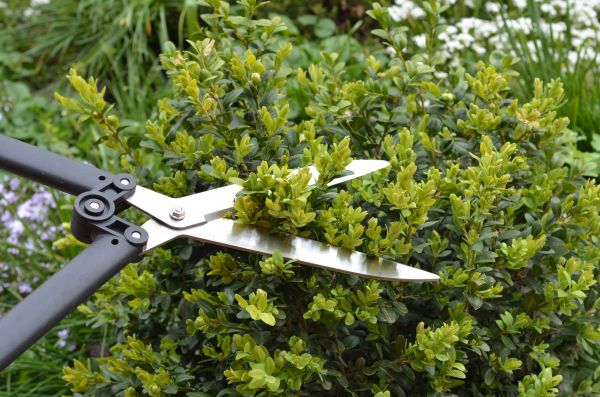 Cost of Boxwood Trimming in Bentonville