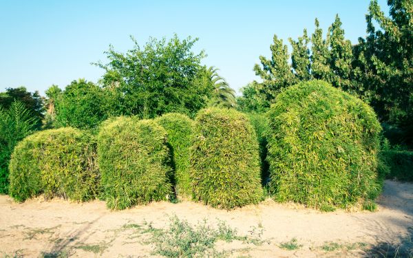 Cost of Bamboo Hedge Removal in Bentonville